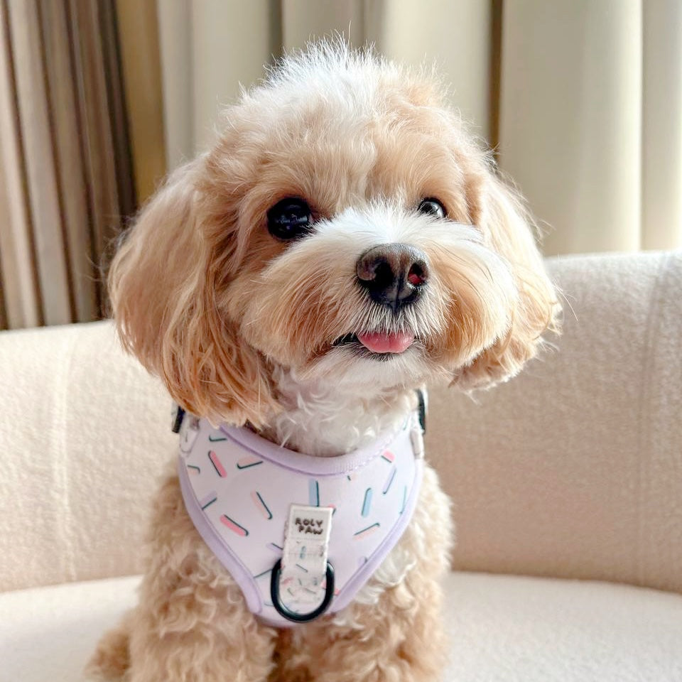 Birthday Confetti Harness