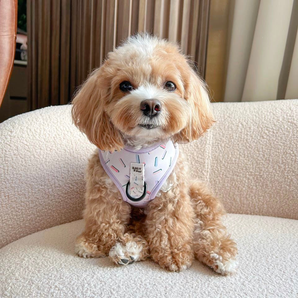 Birthday Confetti Harness