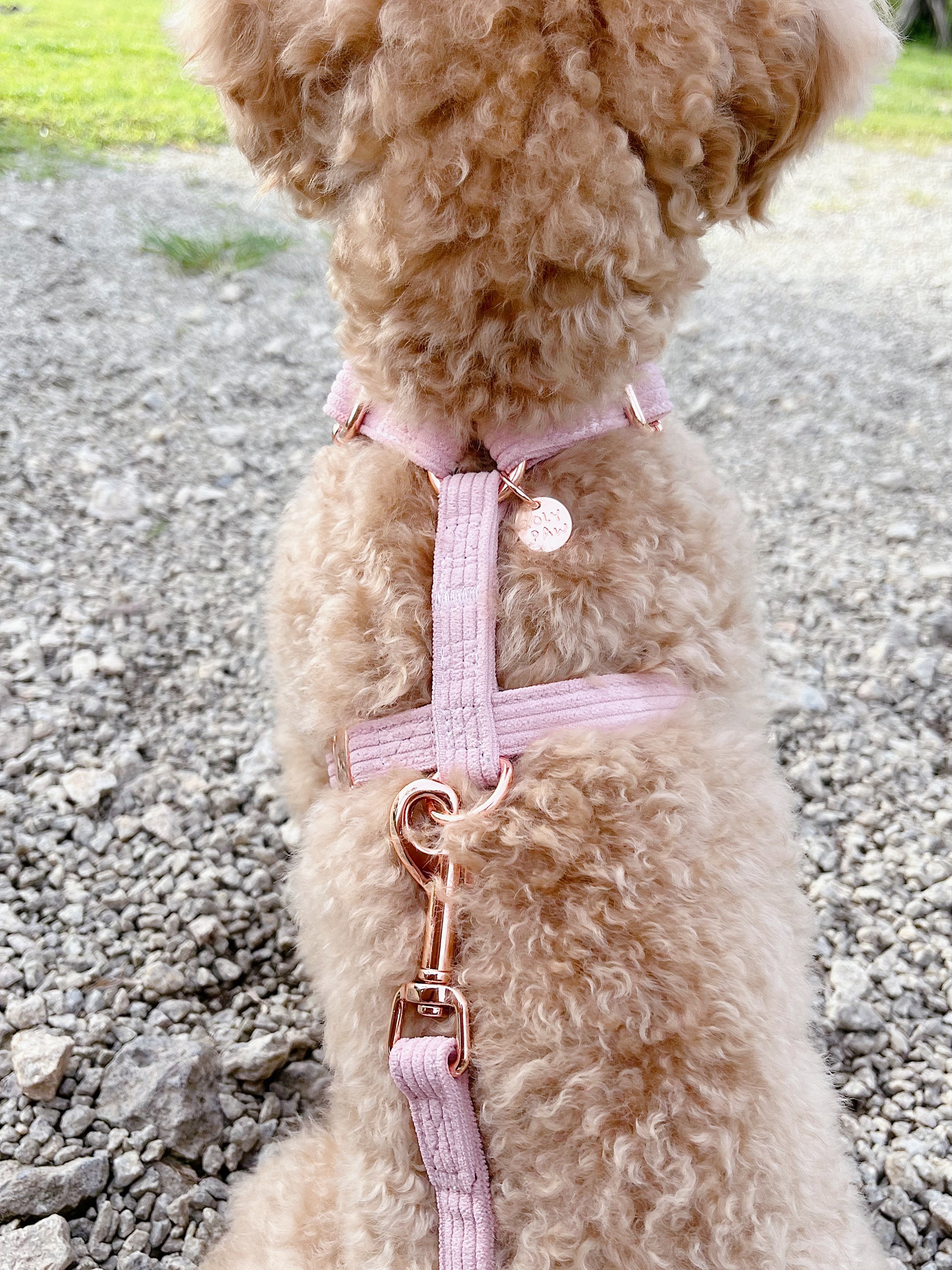 Blush dog outlet harness