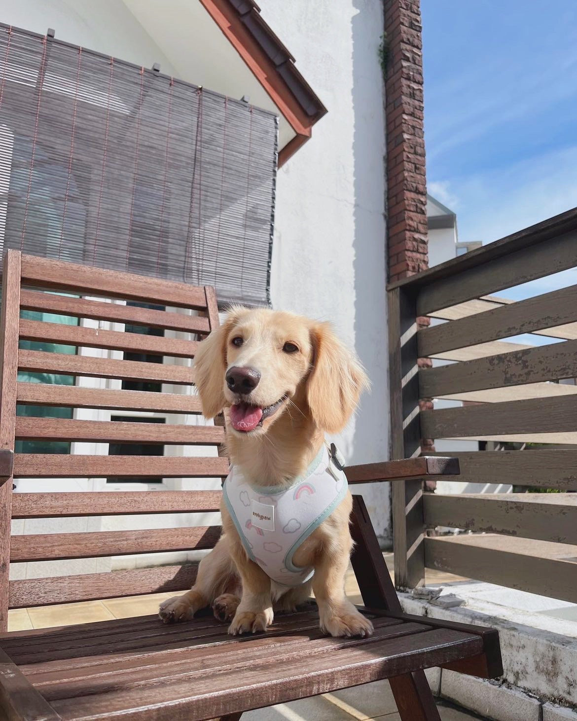 Jellie Rainbows Harness