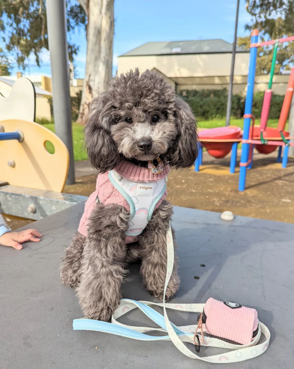 Jellie Rainbows Harness